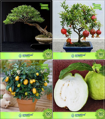 

Creative Farmer Bonsai Seeds : Garden Border Seeds Combo Eucalyptus , Pomagranate Nana, Lemon, Thailand Guava Garden Seeds Seed(10 per packet)