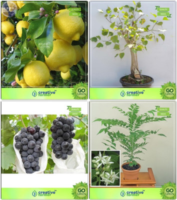 

Creative Farmer Bonsai Seeds : Indoor And Outdoor Combo Lemon, Ficus Religiosa, Grape, Curry Plant Garden Seeds Seed(10 per packet)