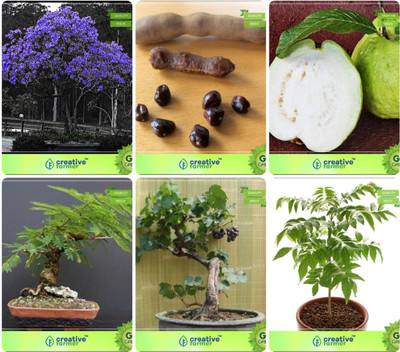 

Creative Farmer Bonsai Seeds : Seed For Winter Season Combo Jacaranda, Tamarind, Thailand Guava, Touch Me Not,Grape,Curry Plant Garden Seeds Seed(10 per packet)