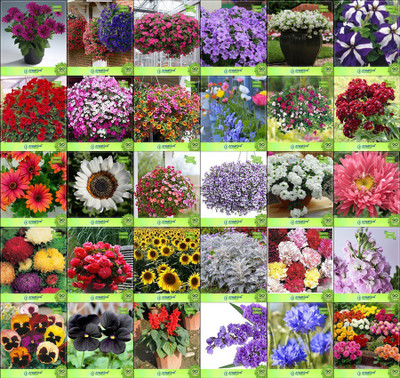 

Creative Farmer Flower Seeds : Flower Seeds Mixed Combo of 30 Packet of Seeds Winter & Summer Roof Garden Flower Seeds Seed(20 per packet)