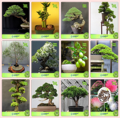 

Creative Farmer Bonsai Seeds : Plants Indoor Seeds Combo Eucalyptus , Bamboo , Australian Pine, Rosewoodeucalyptus Grandis,Water Jasmine,Guava ,Hoop Pine,Cryptomaria Japonica Garden Seeds Seed(10 per packet)