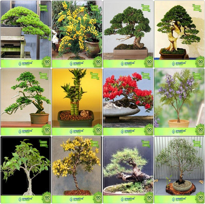

Creative Farmer Bonsai Seeds : Home Plants Seeds Outdoor Combo Hoop Pine, Acacia Mangium, Cupressus Torulosa , Pinus Petula Thuja Orientalis ,Bamboo ,Gulmohar,Jacaranda,Ficus Religiosa Garden Seeds Seed(10 per packet)