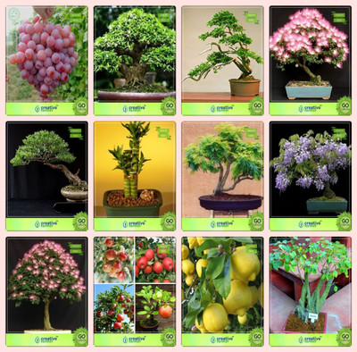 

Creative Farmer Bonsai Seeds : Bonsai Suitable Bonsai Suitable Plant Seeds For Pots Combo Grape, Water Jasmine, Thuja Orientalis , Albizia Lebbeck Eucalyptus ,Bamboo ,Gulmohar,Jacaranda,Albizia Saman Garden Seeds Seed(10 per packet)