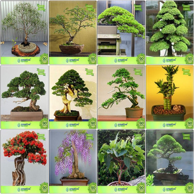 

Creative Farmer Bonsai Seeds : Seeds For Gardening Combo Eucalyptus Grandis, Acacia Mangium, Hoop Pine, Cryptomaria Japonica Cupressus Torulosa ,Pinus Petula ,Thuja Orientalis ,Bamboo ,Gulmohar Garden Seeds Seed(10 per packet)