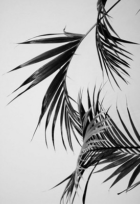 

Digital Painting coconut leaves Poster Wallpaper on fine art paper 13x19 Fine Art Print(19 inch X 13 inch, Rolled)