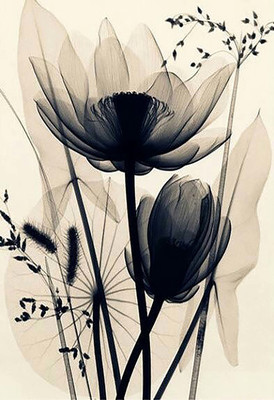 

Digital Painting Lotus Flower 2 Poster Wallpaper on fine art paper 13x19 Fine Art Print(19 inch X 13 inch, Rolled)