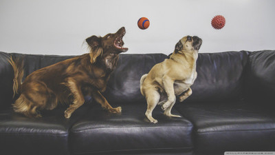 

dogs competition wallpaper on LARGE PRINT 36X24 INCHES Photographic Paper(36 inch X 24 inch, Rolled)