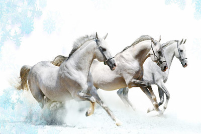 

White 3 Horses font Running font Wild Animal Nature Art Astrology picture on LARGE PRINT 36X24 INCHES Photographic Paper(24 inch X 36 inch, Rolled)