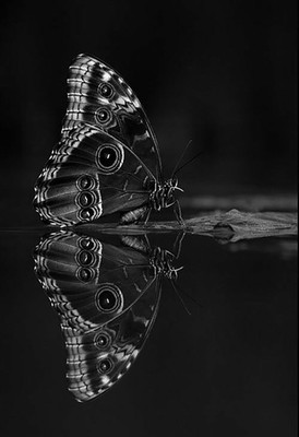 

Digital Painting beautiful shaded butterfly Poster Wallpaper on fine art paper 13x19 Fine Art Print(19 inch X 13 inch, Rolled)