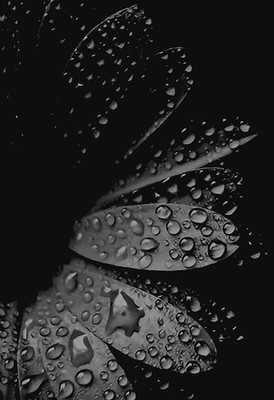 

Digital Painting water drops Poster Wallpaper on fine art paper 13x19 Fine Art Print(19 inch X 13 inch, Rolled)