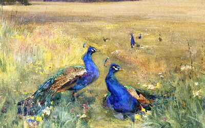 

digital painting Peacock Painting Peacocks In A Field by Mildred Anne Butler on fine art paper 13x19 Fine Art Print(19 inch X 13 inch, Rolled)