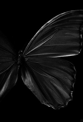 

Digital Painting beautiful butterfly Poster Wallpaper on LARGE PRINT 36X24 INCHES Photographic Paper(36 inch X 24 inch, Rolled)