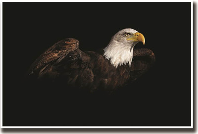 

Amazing Eagle on LARGE PRINT 36X24 INCHES Photographic Paper(24 inch X 36 inch, Rolled)