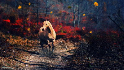 

horse alone HD poster on LARGE PRINT 36X24 INCHES Photographic Paper(36 inch X 24 inch, Rolled)