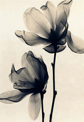 

Digital Painting tulip flower Poster Wallpaper on LARGE PRINT 36X24 INCHES Photographic Paper(36 inch X 24 inch, Rolled)