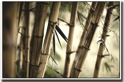 

Bamboo Tree Fine Art Paper Poster on LARGE PRINT 36X24 INCHES Photographic Paper(36 inch X 36 inch, Rolled)