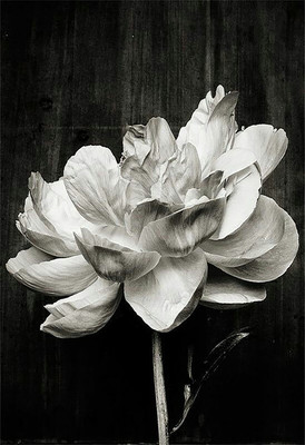 

Digital Painting Lotus Flower Poster Wallpaper on fine art paper 13x19 Fine Art Print(19 inch X 13 inch, Rolled)