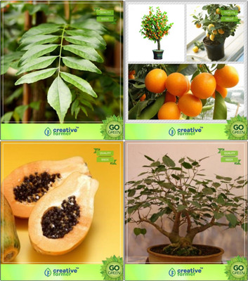 

Creative Farmer Bonsai Seeds : Bonsai Suitable Plant Seeds Combo Curry Plant, Orange, Papaya, Ficus Religiosa Garden Seeds Seed(10 per packet)