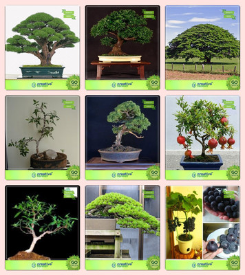 

Creative Farmer Bonsai Seeds : Seeds For Garden Combo Australian Pine, Rosewood, Elephant-Ear, Plywood Treeenglish Walnut,Pomagranate Nana,Terminalia Arjuna,Hoop Pine,Grape Garden Seeds Seed(10 per packet)