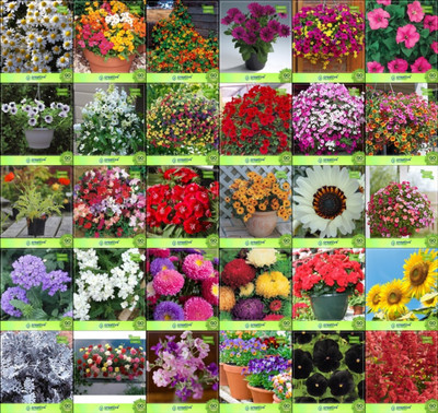 

Creative Farmer Flower Seeds : Flower Seeds Home Combo of 30 Packet of Seeds Garden Flower Seeds Seed(20 per packet)