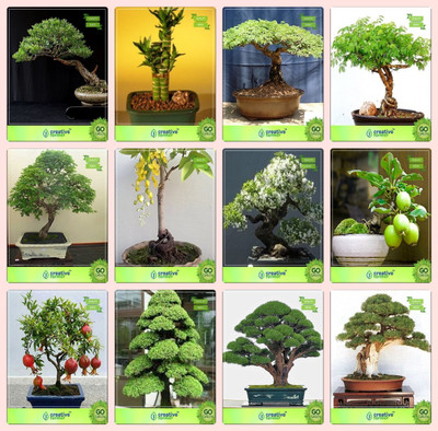 

Creative Farmer Bonsai Seeds : Plants Seeds For Combo Eucalyptus , Bamboo , Gulmohar, Acacia Mangiumdivi-Divi,Golden Rain Tree,Water Jasmine,Guava ,Pomagranate Nana Garden Seeds Seed(10 per packet)
