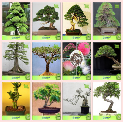 

Creative Farmer Bonsai Seeds : Bonsai Suitable Plant Seeds For All Season Combo Cryptomaria Japonica , Cupressus Torulosa , Pinus Petula , Pinus Roxburghaiibald Cypress,Acacia Dealbata ,Albizia Lebbeck ,Eucalyptus ,Bamboo Garden Seeds Seed(10 per packet)