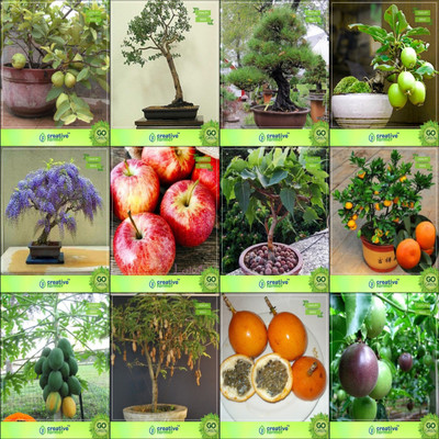 

Creative Farmer Bonsai Seeds : Seed For Garden Combo Thailand Guava, Eucalyptus Grandis, Australian Pine, Guava Jacaranda,Apple,Ficus Religiosa,Orange,Papaya Garden Seeds Seed(10 per packet)