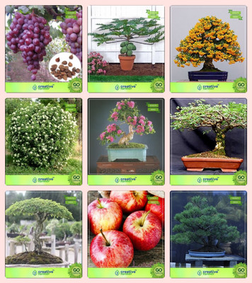 

Creative Farmer Bonsai Seeds : Gardening Seeds For Pots Combo Grape, Papaya, English Walnut, Murrayya Exotica,lagerstroemia ,Peltophorum,Albizia Saman,Apple,Australian Pine Garden Seeds Seed(10 per packet)