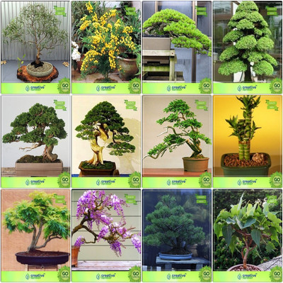 

Creative Farmer Bonsai Seeds : Fruit And Tree Combo Combo Eucalyptus Grandis, Acacia Mangium, Hoop Pine, Cryptomaria Japonica Cupressus Torulosa ,Pinus Petula ,Thuja Orientalis ,Bamboo ,Gulmohar Garden Seeds Seed(10 per packet)