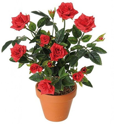 VS GLOBAL Rose Seed(20 per packet)