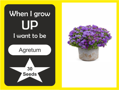 

Nirzara Agretum Seed(30 per packet)