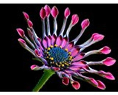 

poster of african-daisy-flower Fine Art Print(16 inch X 12 inch)