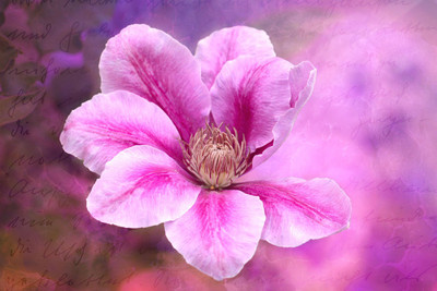 

beautyful pink clematis poster Photographic Paper(12 inch X 18 inch, Rolled)