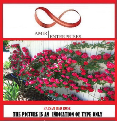 

AMIR ENTERPRISES Rose Seed(50 per packet)