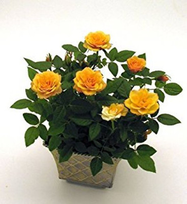 VS GLOBAL Rose Seed(20 per packet)