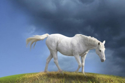 

White Horse Poster Print Poster on LARGE PRINT 36X24 INCHES Photographic Paper(36 inch X 24 inch, Rolled)