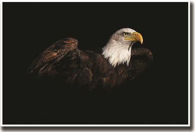 

Amazing Eagle Print Poster on 13x19 Inches Paper Print(19 inch X 13 inch, Rolled)