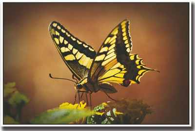

Yellow and black butterfly Print Poster on LARGE PRINT 36X24 INCHES Photographic Paper(36 inch X 24 inch, Rolled)