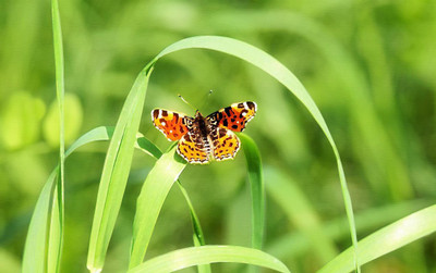 

digital painting of nature butterfly wallpaper Print Poster on 13x19 Inches Paper Print(19 inch X 13 inch, Rolled)