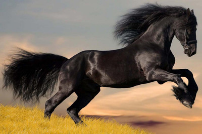 

Majestic Horse Black Beauty Paper Print PHME499 Print Poster on LARGE PRINT 36X24 INCHES Photographic Paper(36 inch X 24 inch, Rolled)