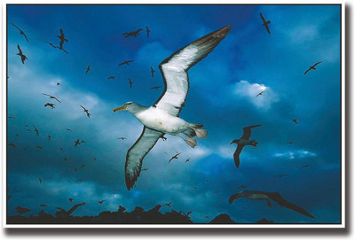 

White Seagull in sky Print Poster on LARGE PRINT 36X24 INCHES Photographic Paper(36 inch X 24 inch, Rolled)