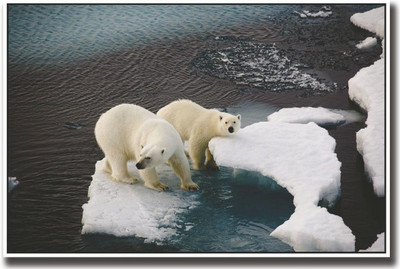 

White Polar bear on ice Print Poster on 13x19 Inches Paper Print(19 inch X 13 inch, Rolled)