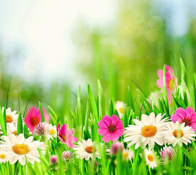 

Flower Poster Print Poster on 13x19 Inches Paper Print(19 inch X 13 inch, Rolled)