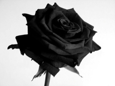 

VS GLOBAL Rose Seed(50 per packet)