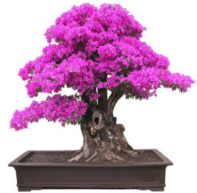 

VS GLOBAL Bougainvillea Seed(25 per packet)
