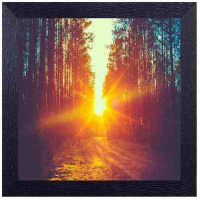 

sunrays enlighting the jungle Photographic Paper(14 inch X 14 inch, Framed)