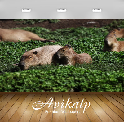 

Avikalp Nature Wallpaper(60.96 cm X 91.44 cm)