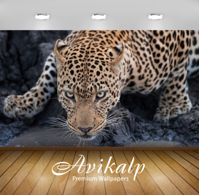 

Avikalp Nature Wallpaper(60.96 cm X 91.44 cm)