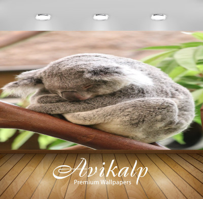 

Avikalp Nature Wallpaper(60.96 cm X 91.44 cm)