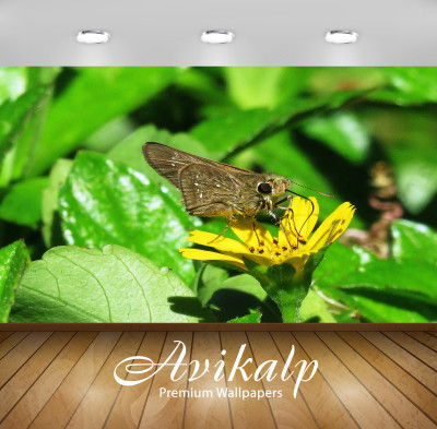 Avikalp Nature Wallpaper(60.96 cm X 91.44 cm)